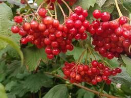 Ягоди (плоди) калини