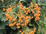 Ягоди (плоди) калини - фото 3