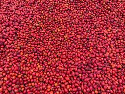 Ягоди шокова заморозка продам