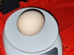 Яйце бройлера Європа