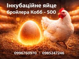 Яйце бройлера з Європи