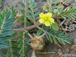 Якірці сланкі дикорослі трава. Якірці зілля. Якорцы стелющиеся трава