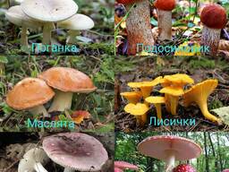 Якісні грибочки висушені до хрусту