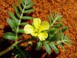 Настойка якорцев стелющихся