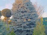 Ялини голубі 3,5 - 6,7 метра висотою дуже пухнасті - фото 1