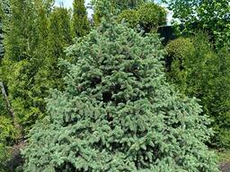 Ялини сизо-голубі від 2,5 до 4,5 метрів висоти дуже пухнасті