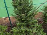 Ялиці (пихты) від 1,0 до 2,5 метра м'яка неколюча двоколірна хвоя - фото 2