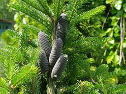 Ялиці (пихты) від 1,0 до 2,5 метра м'яка неколюча двоколірна хвоя