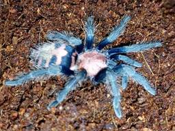 Яркий, красивый паук-птицеед Давус Фасциатум (Davus fasciatum)