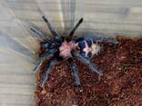 Яркий, красивый паук-птицеед Давус Фасциатум (Davus fasciatum) - фото 1
