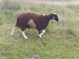 Ярки вівці баран помісні Мериноландшаф Мериноландшафт - Дорпер ЖИТОМИР - фото 6