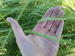 Ячмень канадской селекции двуручка