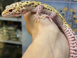 Ящерица пятнистый геккон эублефар - подростки