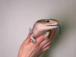 Ящірка сцинк з синім язиком, неймовірний сцинк