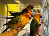 Яскраві пташенята сонячного аратинги - фото 2