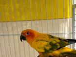 Яскраві пташенята сонячного аратинги - фото 3