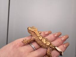 Яскраві ручні гекончики для дому, війчастий гекон, бананоїд