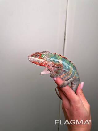 Яскравий ручний пантеровий хамелеон, яскраві хамелеони