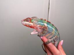 Яскравий ручний пантеровий хамелеон, яскраві хамелеони