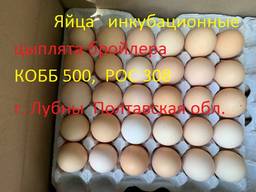 Яйца инкубационные