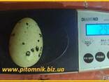 Яйца перепелиные BIO - премиум индоперепел.