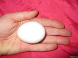 Яйцо инкубационное Леггорн куряче яйце інкубаційне - фото 2