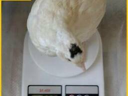 Яйца инкубационные для маточного стада перепелов.