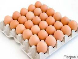Яйцо куриное от производителя. Низкие цены!