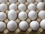 Яйцо куриное свежее 100% 1/2 категории Оптом - фото 2