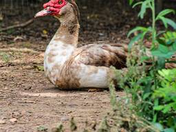 Яйцо мускусных уток (индо)