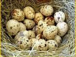 Яйца инкубационные перепела Техасец - бройлер (США - Texas)