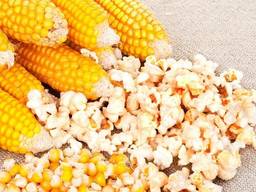Yellow corn