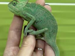 Єменські Хаміки, хамелеончики, хамелеон