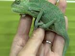 Єменські Хаміки, хамелеончики, хамелеон - фото 1