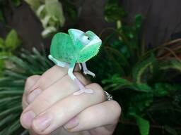 Йеменские хамелеоны. Морфа "piebald". Рептилия.