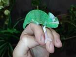 Йеменские хамелеоны. Морфа "piebald". Рептилия. - фото 3
