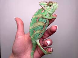 Йеменский хамелеон, зеленый домашний хамелеон
