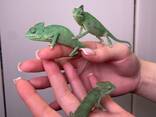 Йеменський хамелеон, еменский хамелеон самцы и самки от 1.5месяца - фото 1