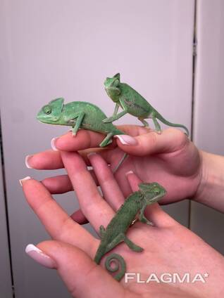 Йеменський хамелеон, еменский хамелеон самцы и самки от 1.5месяца
