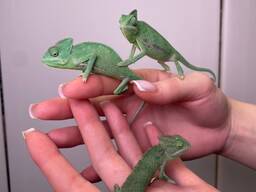 Йеменський хамелеон, еменский хамелеон самцы и самки от 1.5месяца