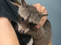 Єнот полоскун- Милі, маленькі пухнастики, ручні докормиші.