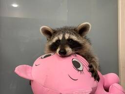 Єнот полоскун, ручний єнот, єнотик