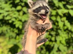 Єнотик-полускун грайливий розумний улюбленець