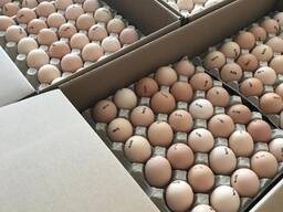 Инкубационные яйца кобб 500
