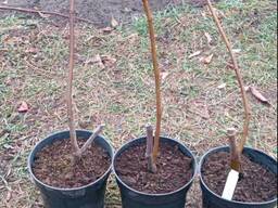 Инжир Далматський