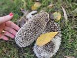 Ёжики Африканские - фото 2