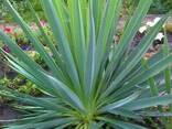 Юкка нитчатая. - фото 3