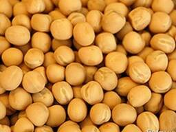 Закупаем горох желтый