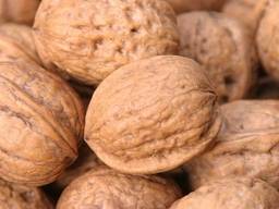 Закупаем Грецкий орех урожая 2019