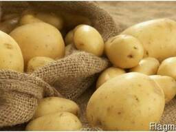 Закупаем картофель нестандартный у себя на рампе